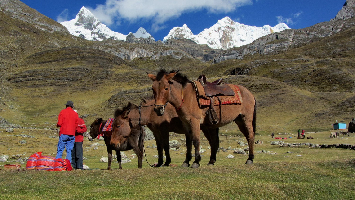 Our donkey Teodoro and two mules Teja and Rambo in the Huayhuash camp with 5653 meters high Nevado Trapecio on the left